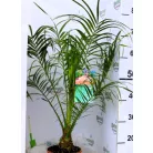 Törpe datolyapálma Phoenix roebelenii P17