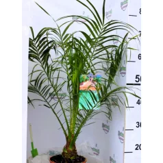 Törpe datolyapálma Phoenix roebelenii P17