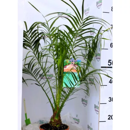 Törpe datolyapálma Phoenix roebelenii P17
