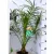 Törpe datolyapálma Phoenix roebelenii P17