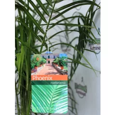 Törpe datolyapálma Phoenix roebelenii P17