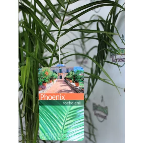 Törpe datolyapálma Phoenix roebelenii P17