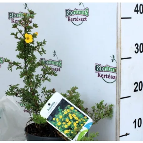 Cserjés pimpó Potentilla frut. Kobold C2