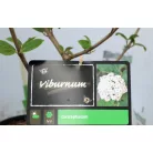 Illatos bangita Viburnum carlcephalum C5