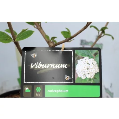 Illatos bangita Viburnum carlcephalum C5