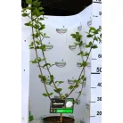 Illatos bangita Viburnum carlcephalum C5