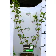 Illatos bangita Viburnum carlcephalum C5