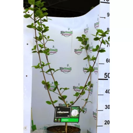 Illatos bangita Viburnum carlcephalum C5