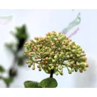 Illatos bangita Viburnum carlcephalum C5