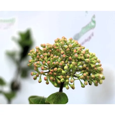 Illatos bangita Viburnum carlcephalum C5