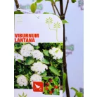 Ostorménfa Viburnum lantana C3