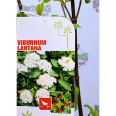 Ostorménfa Viburnum lantana C3