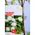 Ostorménfa Viburnum lantana C3