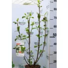 Ostorménfa Viburnum lantana C3