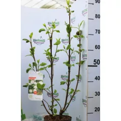 Ostorménfa Viburnum lantana C3