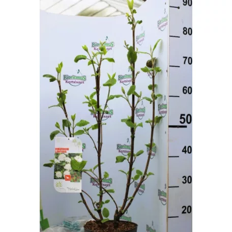 Ostorménfa Viburnum lantana C3