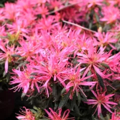 Azálea Azalea Starstyle Pink P10,5
