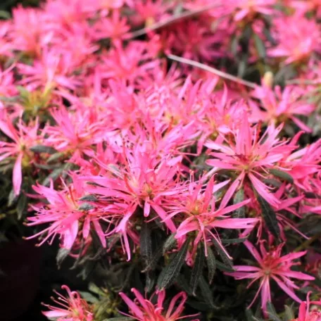 Azálea Azalea Starstyle Pink P10,5