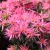 Azálea Azalea Starstyle Pink P10,5