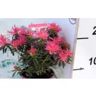 Azálea Azalea Starstyle Pink P10,5