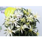 Azálea Azalea Starstyle Pink P10,5