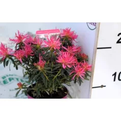 Azálea Azalea Starstyle Pink P10,5