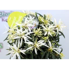 Azálea Azalea Starstyle Pink P10,5