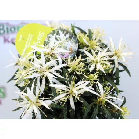 Azálea Azalea Starstyle Pink P10,5