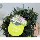 Azálea Azalea Starstyle Pink P10,5