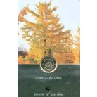 Páfrányfenyő Ginkgo biloba C2,5