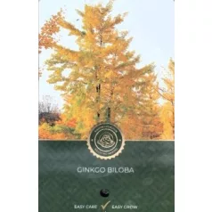 Páfrányfenyő Ginkgo biloba C2,5