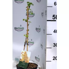 Páfrányfenyő Ginkgo biloba C2,5