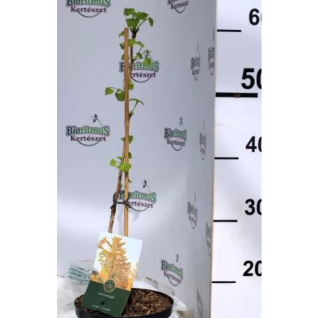 Páfrányfenyő Ginkgo biloba C2,5