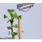 Páfrányfenyő Ginkgo biloba C2,5