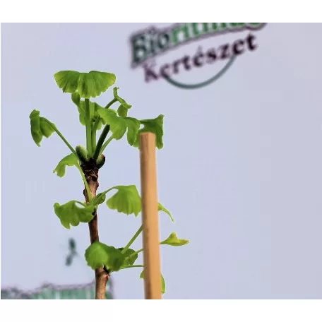 Páfrányfenyő Ginkgo biloba C2,5