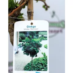 Törpe páfrányfenyő Ginkgo biloba Mariken C10