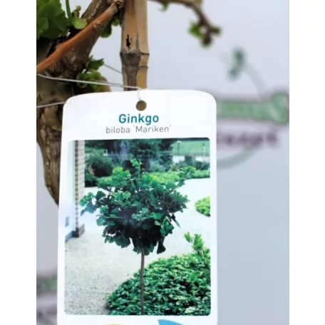 Törpe páfrányfenyő Ginkgo biloba Mariken C10