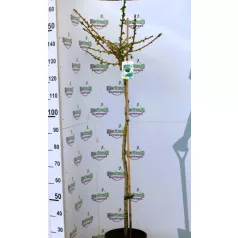 Törpe páfrányfenyő Ginkgo biloba Mariken C10