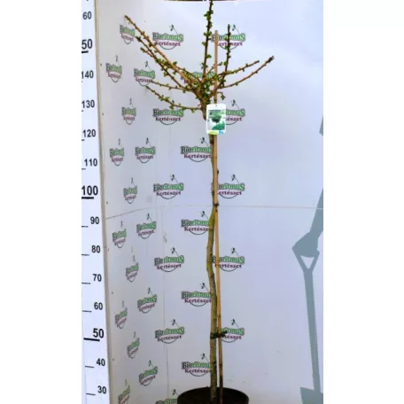 Törpe páfrányfenyő Ginkgo biloba Mariken C10