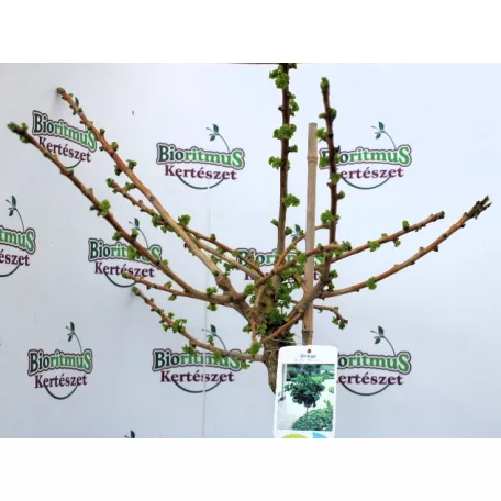 Törpe páfrányfenyő Ginkgo biloba Mariken C10