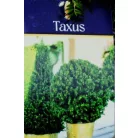 Tiszafa Taxus baccata P29