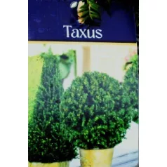 Tiszafa Taxus baccata P29