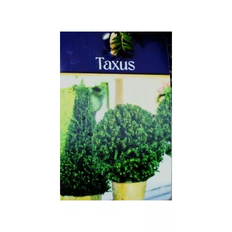Tiszafa Taxus baccata P29