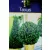Tiszafa Taxus baccata P29