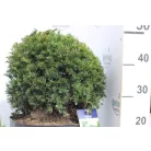 Tiszafa Taxus baccata P29