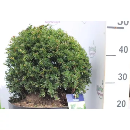 Tiszafa Taxus baccata P29