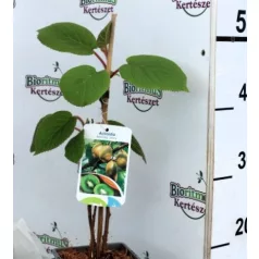 Öntermékeny kivi Actinidia deliciosa Jenny RPC2