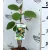 Öntermékeny kivi Actinidia deliciosa Jenny RPC2