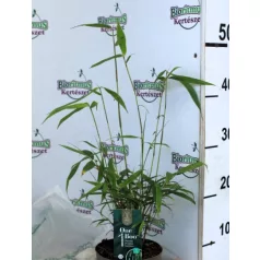 Esernyőbambusz Fargesia robusta Pingwu P14