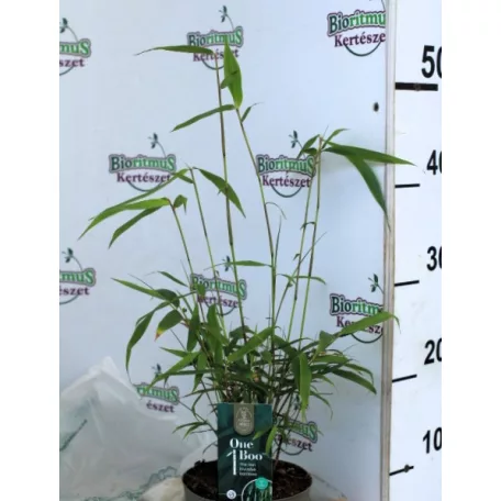 Esernyőbambusz Fargesia robusta Pingwu P14